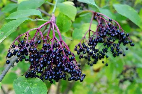 Elderberry Jelly