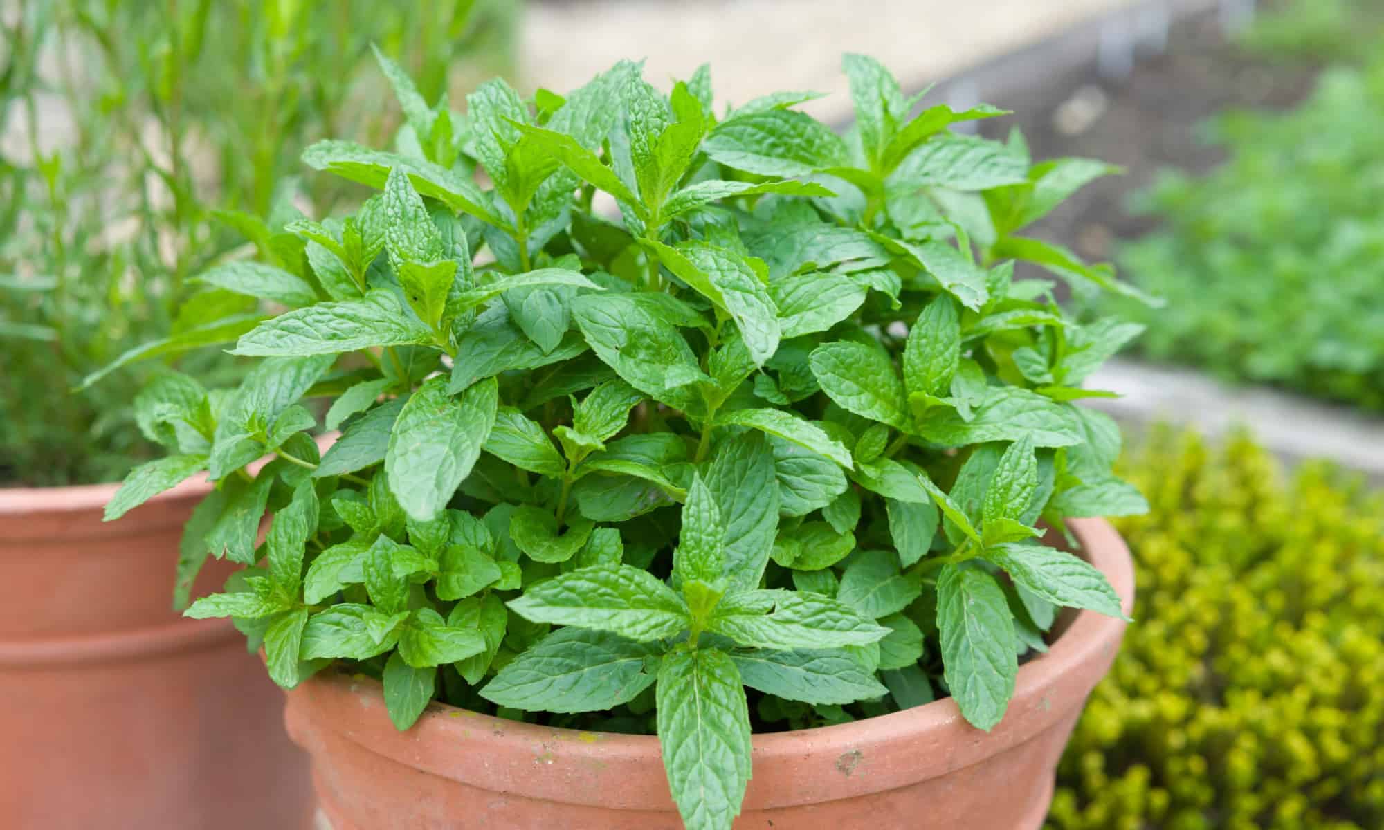 Mint jelly